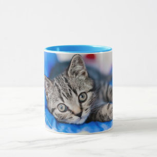 Caneca Bebês Mais Pobres   Tabby Kitten no Túnel Play