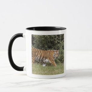 Caneca Bedfordshire, Inglaterra 2