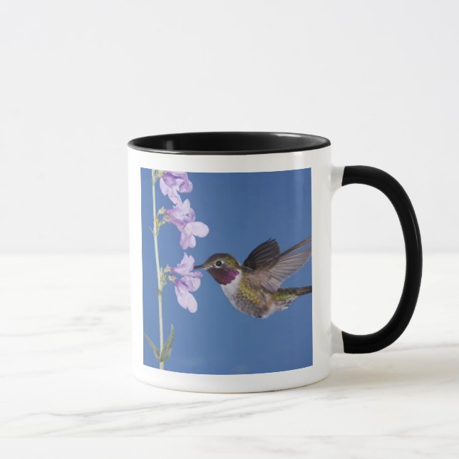 Caneca Beija-flor-de-cauda-larga, Selasphorus (Direita)