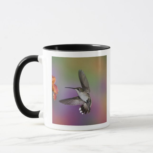 Caneca Beija-flor-fêmea-de-pescoço-rubi-em-vôo (Esquerda)