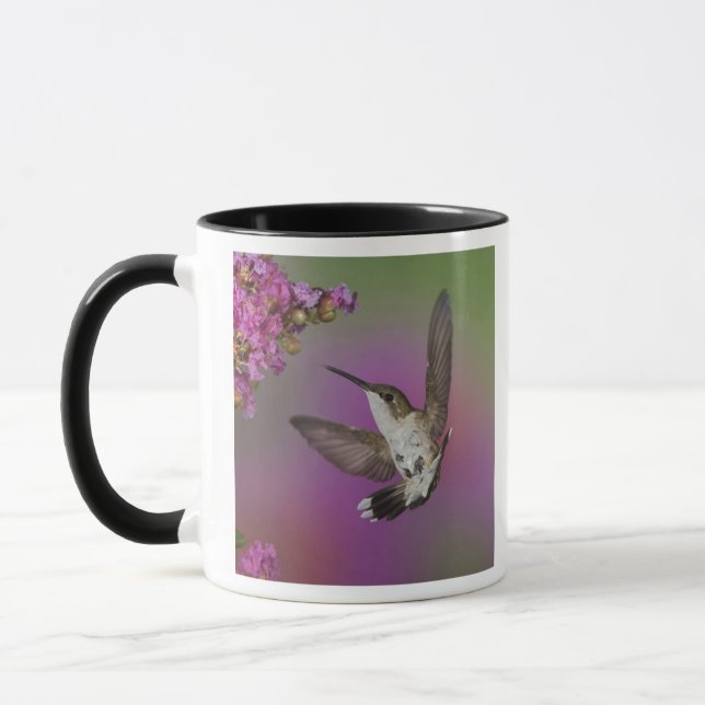 Caneca Beija-flor garganta-rubi jovem macho (Esquerda)