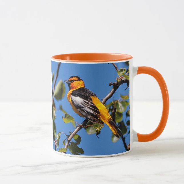 Caneca Bela ave-canivete Oriole, de Bullock, na árvore ge (Direita)
