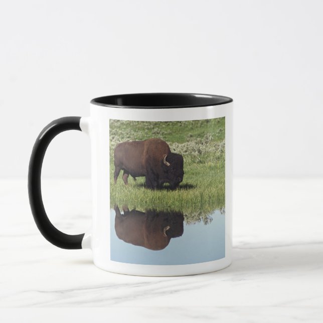 Caneca Bisonte (bisonte do bisonte) no prado gramíneo (Esquerda)