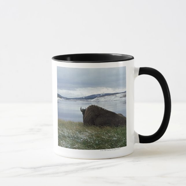 Caneca Bisonte que descansa por Yellowstone River com (Direita)