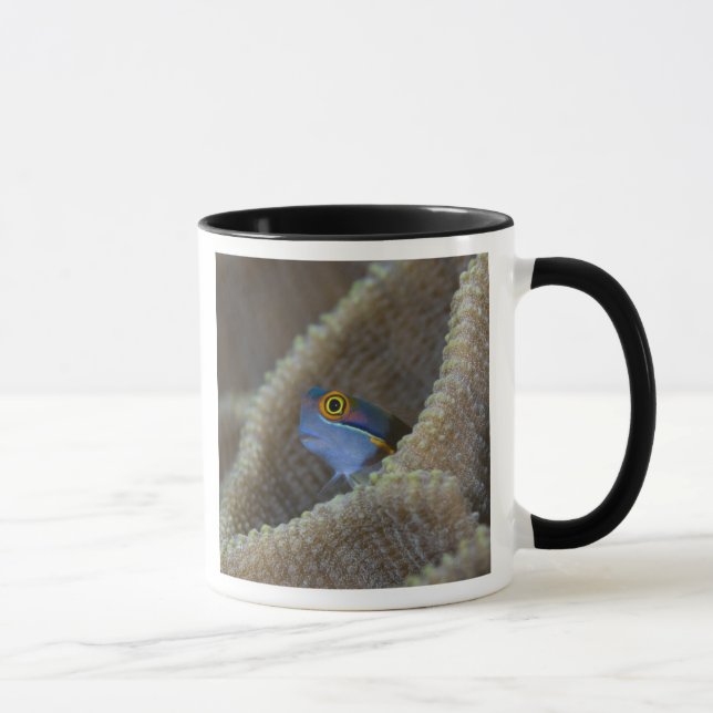 Caneca Blenny fish Blenniidae), a cutucar a cabeça (Direita)