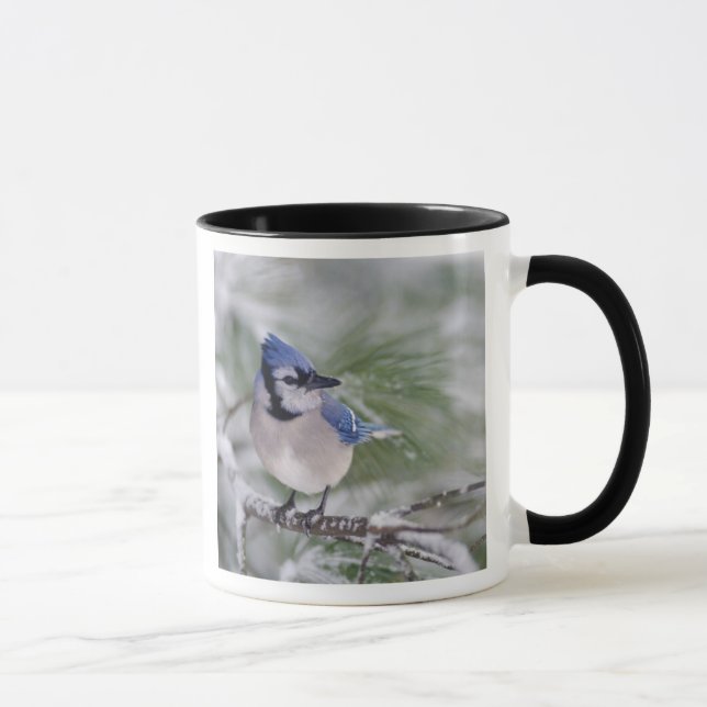 Caneca Blue Jay, Cyanocitta cristata (Direita)