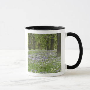 Caneca Bluebells and Oak Trees in Primavera, Little Hagle