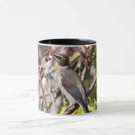 Caneca Boêmia Waxwing, Descansada em um galho