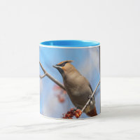 Bohemian Waxwing - Canadense Willife - Fotografia