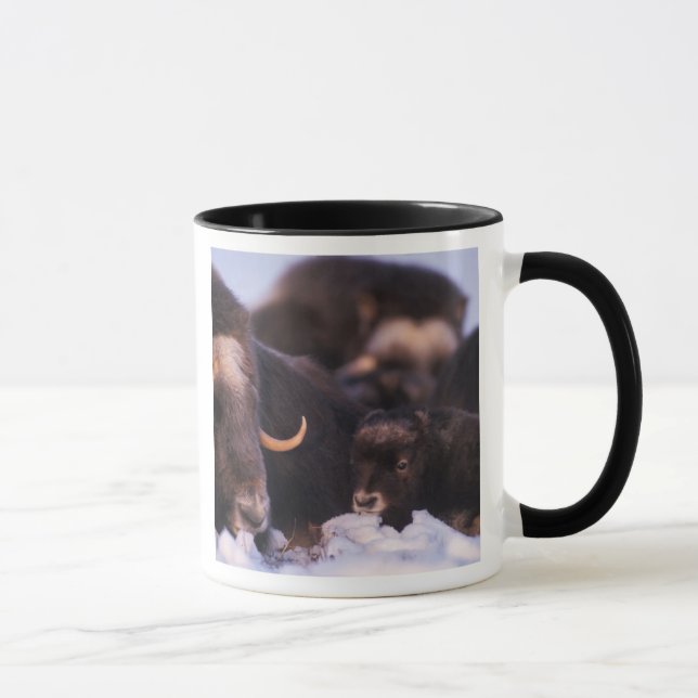 Caneca boi-almiscarado, Ovibos moschatus, vaca com recém- (Direita)