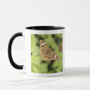 Caneca Borboleta comum do buckeye, Junonia coenia.