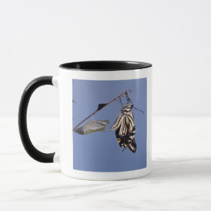 Caneca Borboleta de Swallowtail após a metamorfose