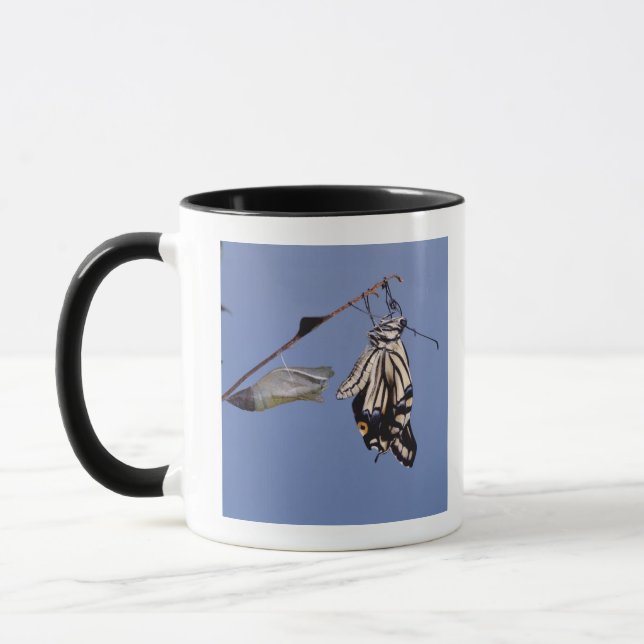 Caneca Borboleta de Swallowtail após a metamorfose (Esquerda)