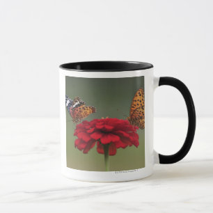Caneca Borboleta do Fritillary (hyperbius de Argyreus) em