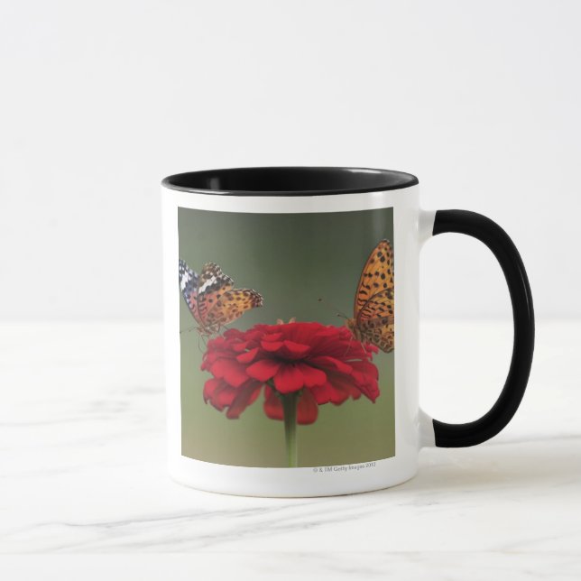 Caneca Borboleta do Fritillary (hyperbius de Argyreus) em (Direita)