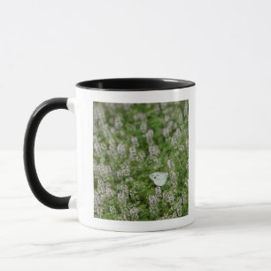 Caneca Borboleta no tomilho de rastejamento