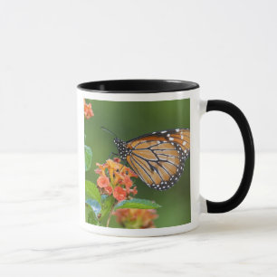 Caneca Borboleta Soldier (Danaus eresimus) se alimentando