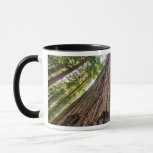 Caneca Bosque Roosevelt