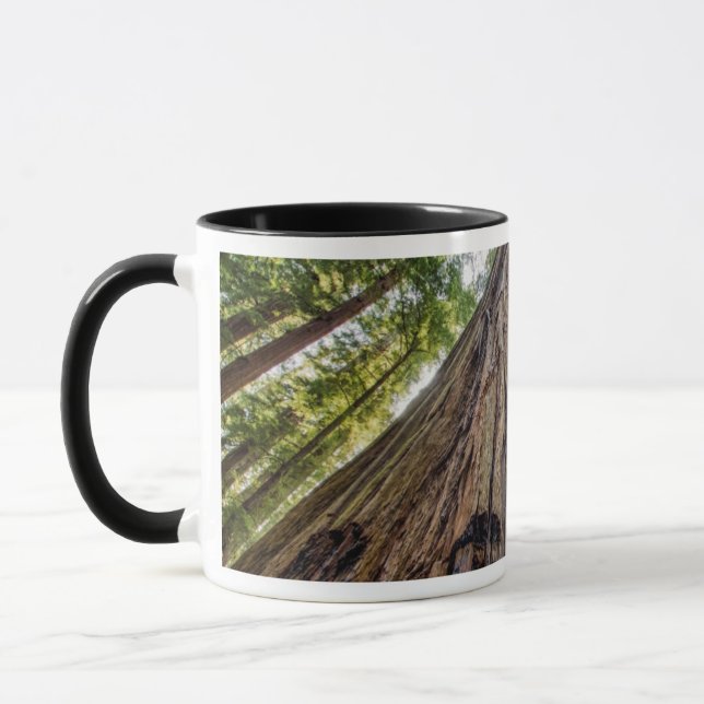 Caneca Bosque Roosevelt (Esquerda)