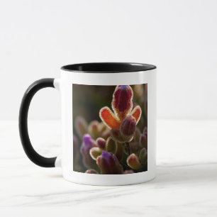 Caneca Botão de Flor Suculenta Colorida Iluminada por trá