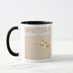Caneca Brasil, Rio de Janeiro, Buzios, caranguejo sobre