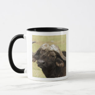 Caneca Buffalo Africano, Syncerus caffer, em pé
