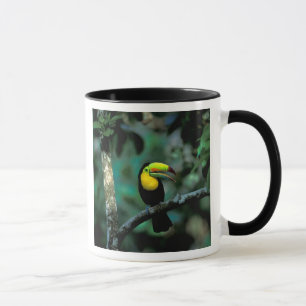 Caneca CA, Panamá, NP Soberania, Tucano Bico-de-Querubim