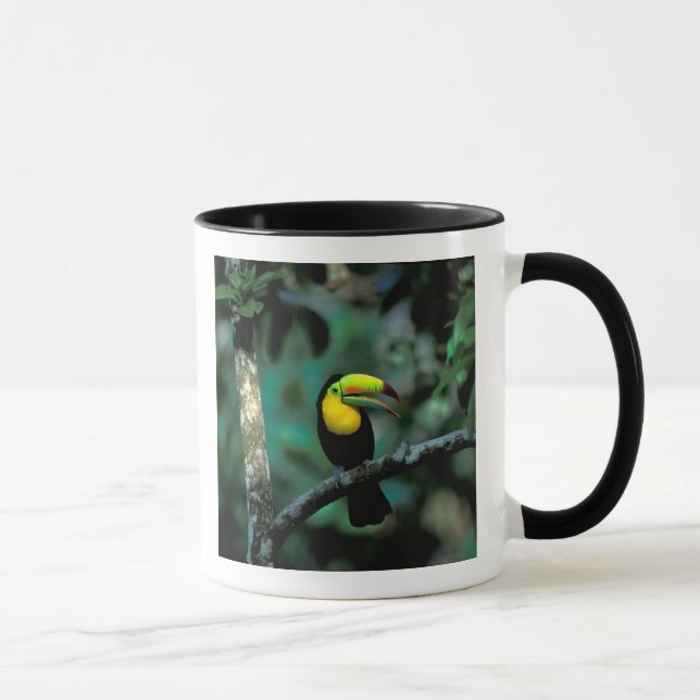 Caneca CA, Panamá, Soberania NP, Tucano com bico Keel (Direita)