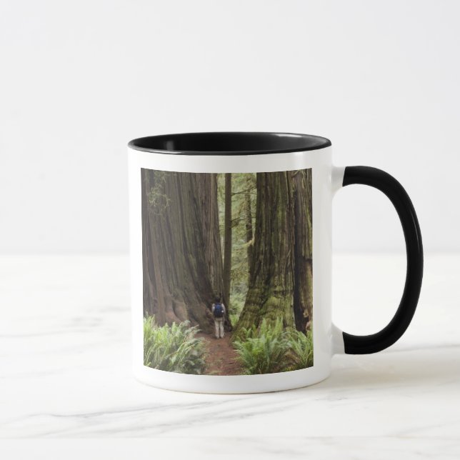 Caneca CA, Parque Estadual de Redwoods Jedediah Smith, (Direita)