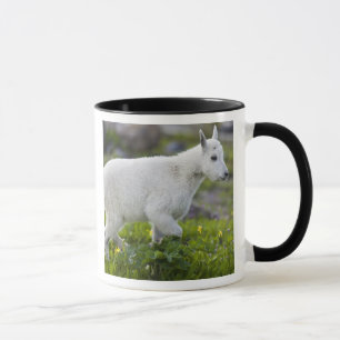 Caneca Cabra montesa jovem no Logan Pass em Glacier