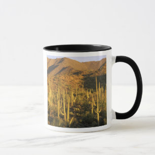 Caneca Cacto Saguaro no Parque Nacional Saguaro perto