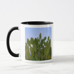 Caneca Cactos e sisal na Floresta Seca