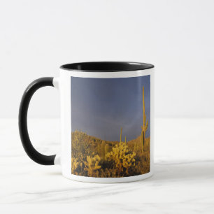 Caneca cactos saguaro, Carnegiea gigantea, e teddy