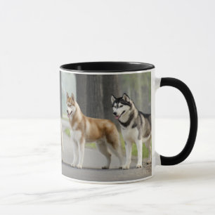 Caneca Cães Roucos bonitos em uma pista da natureza