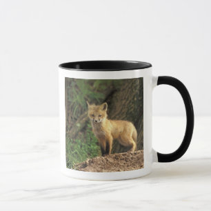 Caneca Cãibra de Raposa Vermelha em frente à toca (Vulpes