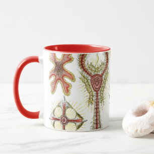 Caneca Camomila Selvagem por Ernst Haeckel, Natureza Vint