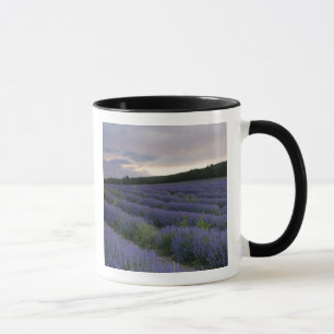 Caneca Campo da lavanda no por do sol