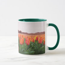 Campo de flor da tulipa & moinho de vento