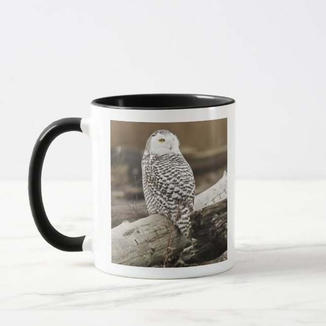 Caneca Canadá, Baía Boundary, Coruja-das-neves (Esquerda)