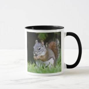 Caneca Canadá, Colúmbia Britânica, Esquilo Vermelho de Pi