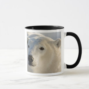 Caneca Canadá, Manitoba, Baía de Hudson Urso Polar