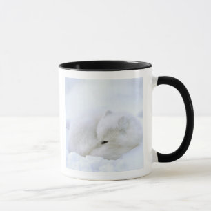 Caneca Canadá, Manitoba, Churchill. Raposa-do-ártico