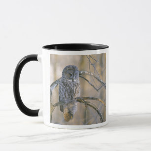 Caneca Canadá, Quebec. Coruja cinzenta grande empoleirada