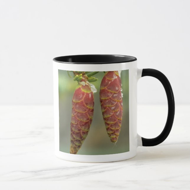 Caneca Canadá, Yukon, Black Spruce Cones (Direita)