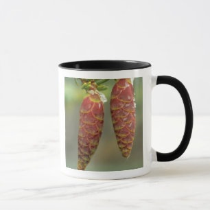 Caneca Canadá, Yukon, Pinhas de Abeto Preto