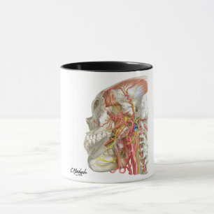 Caneca Canas de Fossae Temporais e Infratoriais