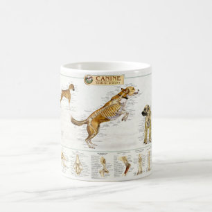 Caneca canina da anatomia