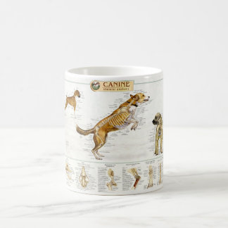 Caneca canina da anatomia