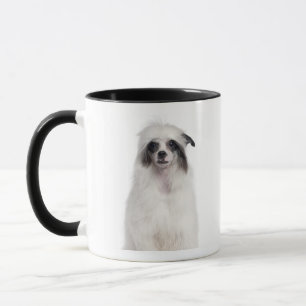 Caneca Cão com crista chinês (7 meses velho)