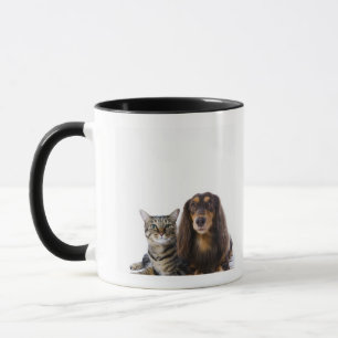 Caneca Cão (Dachshund) e gato (gato japonês) no branco